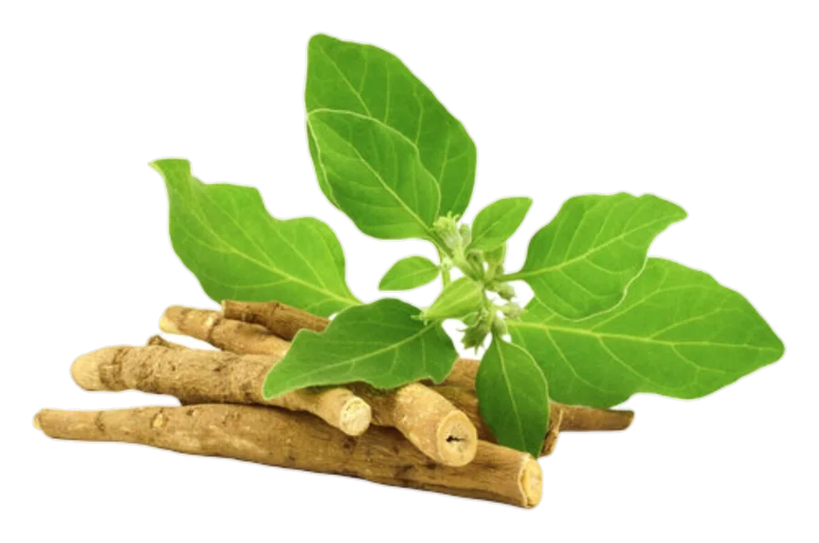 Gam's Ashwagandha 90 capsule